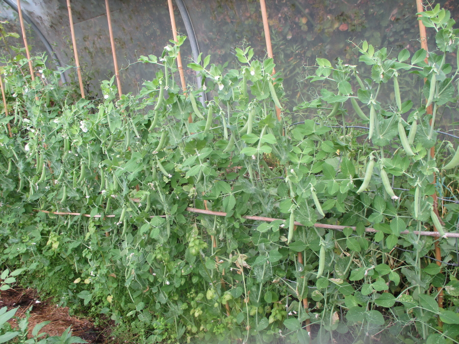 Good crop of late-sown mangetout pea Delikett - sown 1st July