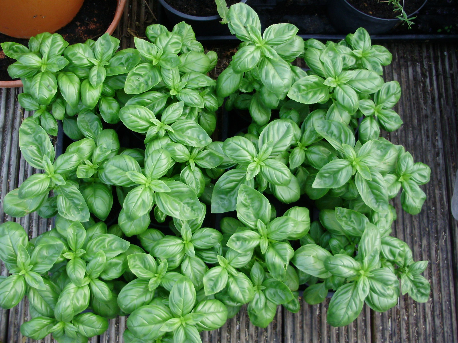10. You now have 12 new full pots of basil from 3 originally - ready to plant out