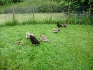 1. Hens enjoying looking for juicy bugs in one of their large grass runs 