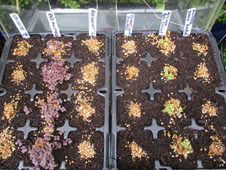1. Six varieties of salad mustards sown 20th Sept. Germination comparison 24th Sept.