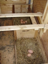 2. They have a lovely snug house & hay-lined nest boxes to lay their eggs - not cruel wire cages!