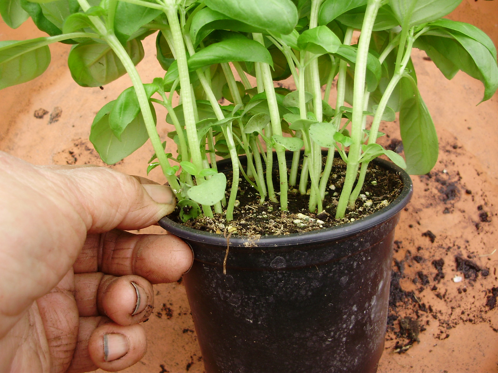 3. Turn pot around & look for a gap in plants where it will split conveniently