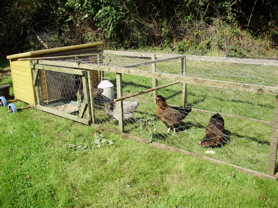 Four hens in a small re-purposed dog kennel house on wheels with movable run attached - in early spring.