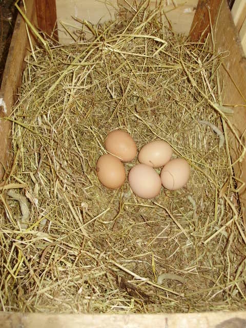 Freshly-laid organic eggs in one of the snug, recycled orange-box nest boxes. What a treat to look forward to! Freshly-laid organic eggs in one of the snug, recycled orange-box nest boxes. What a treat to look forward to!