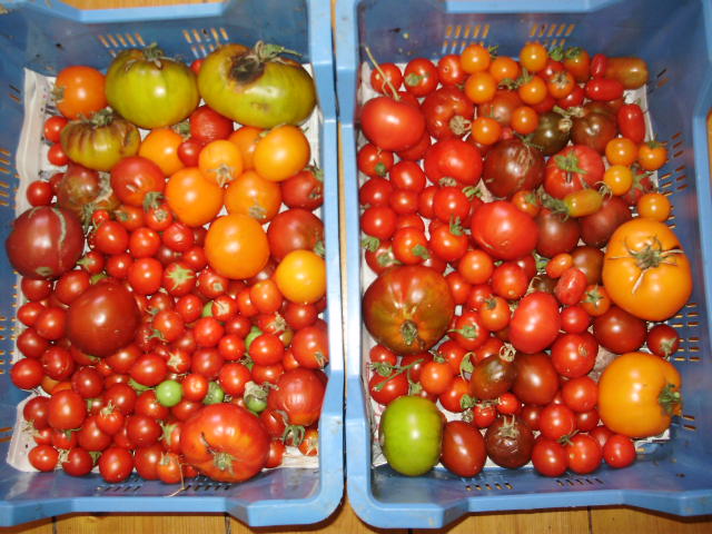 9. Assortment of imperfect tomatoes before 'prepping' for sauce (4kg in pic)