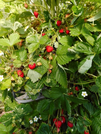 Alpine strawberry Reugen already cropping well on my 'stepladder garden'
