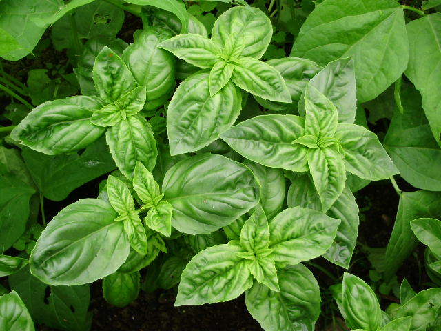 Basil looking lush and ready for it's first harvest