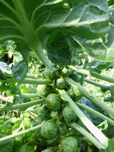 Brussels Sprouts 'Nautic F1' making nice firm sprouts Brussels Sprouts 'Nautic F1' making nice firm sprouts