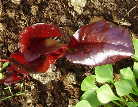 Bull's Blood beetroot has a much broader leaf than McGregor's Favourite