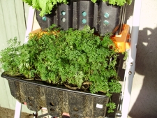 Carrots growing in a recycled mushroom box on one of the steps