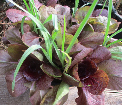 Chinese cabbage Scarlette interplanted with leeks in a tub Chinese cabbage Scarlette interplanted with leeks in a tub