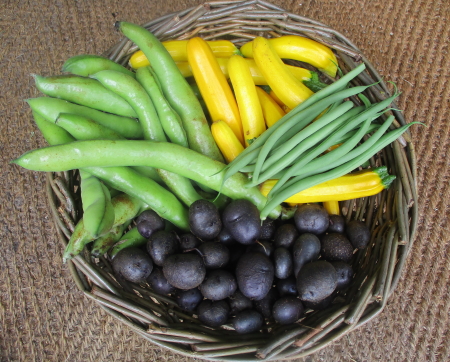 Delicious seasonal veg including the first French beans of the year with baby purple potatoes for supper