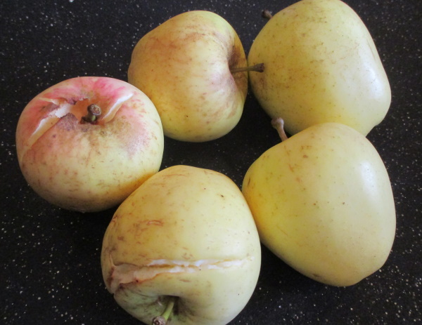 Emneth Early was just ripe and had set it's skins when the torrential rain of last few days caused it to literally burst! Emneth Early was just ripe and had set it's skins when the torrential rain of last few days caused it to literally burst!