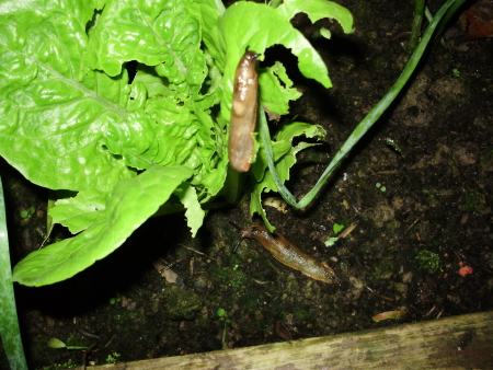 Every gardener's worst nightmare - slugs eating their lettuces at midnight!