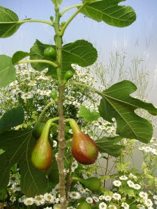 Fig 'Violetta' - ripening overwintered fruits at bottom picture, autumn fruits developing above on this year's growt Fig 'Violetta' - ripening overwintered fruits at bottom picture, autumn fruits developing above on this year's growt