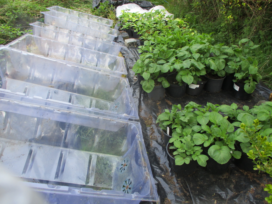 Fleece and cloches are taken off the potted potatoes sitting on outside raised beds every morning, to give them air and harden them off. They will be re-covered at night if frost is forecast