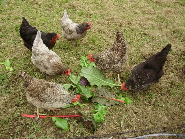 1.  A colourful small flock of 6 hens enjoying some late winter greens from the polytunnel in early March