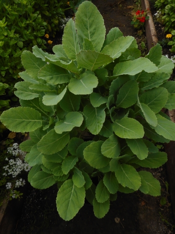 Glin Castle Kale Glin Castle Kale
