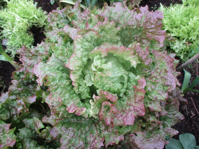 I defy anyone to find a better, more productive and disease-resistant winter lettuce than the nutritious Lattughino Rossa-