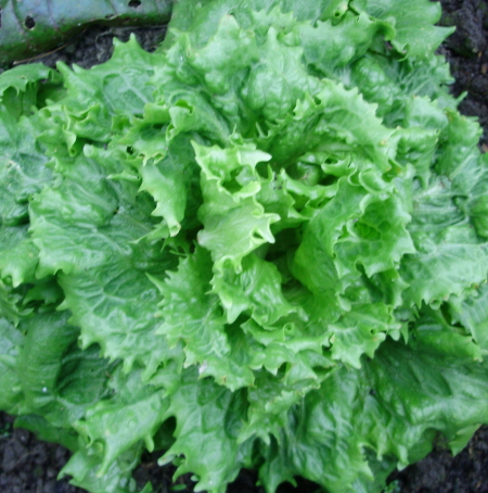 Jack Ice - an exceptional lettuce for winter or all year round growing