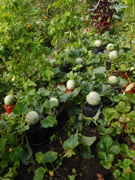 Melons raised on pots ripening Melons raised on pots ripening