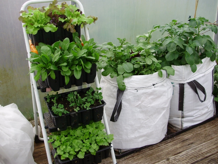 Whether You Want Vertical Veg High Rise Herbs Stellar Salads Or