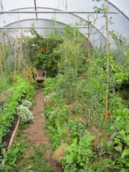 NE bed, Rosada and Blush tomatoes starting to ripen, celery Chinese Pink forming seed in centre. Early peach ripening at top end