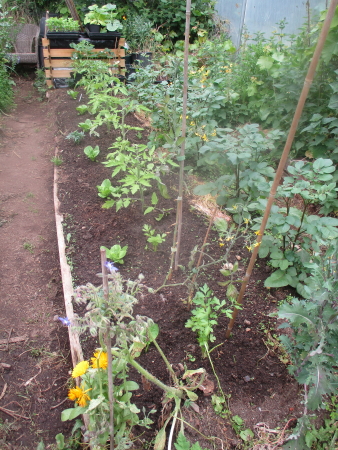 North East bed, tomatoes and early potatoes this year, interplanted with marigolds for pest control, with celery Tall Utah and Little Gem lettuce to give an earlier crop than the same planted outside