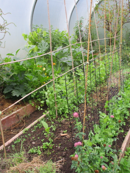 NW bed, late Mangetouts and Runner Bean Moonlight with watercress seedlings in centre, Parsley Italian Giant and spinach Viroflex seed dryng top end. Atena courgette in side bed with Ruby chard producing seed.