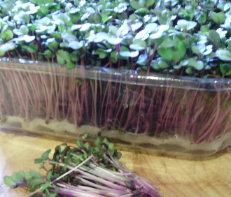 Pink kale seedlings - fast-growing, nutritious microgreens for winter salads. Pink kale seedlings - fast-growing, nutritious microgreens for winter salads.