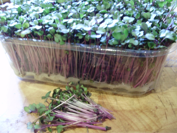 Pink kale microgreens for winter salads. Pink kale microgreens for winter salads.