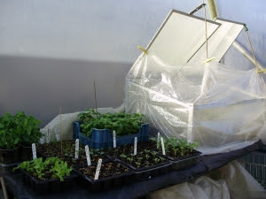 My warm propagation area - where a heated mat sits on top of an insulated bench -  (a recycled door actually!)