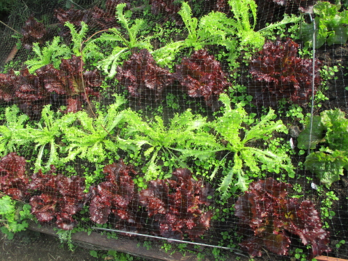 Red lettuce Strikeforce and endive White Curled looking as colourful as any carpet bedding scheme! Red lettuce Strikeforce and endive White Curled looking as colourful as any carpet bedding scheme!
