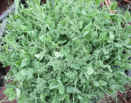 A great crop of pea shoots in large tub ready to harvest with scissors