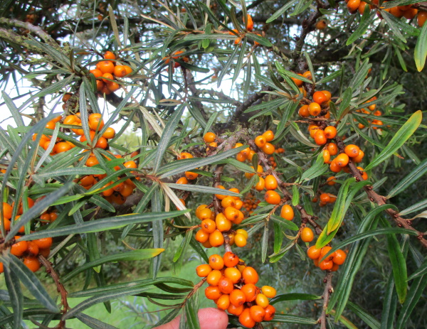 The Sea Buckthorn bushes are loaded and starting to ripen their super-nutritious berries The Sea Buckthorn bushes are loaded and starting to ripen their super-nutritious berries