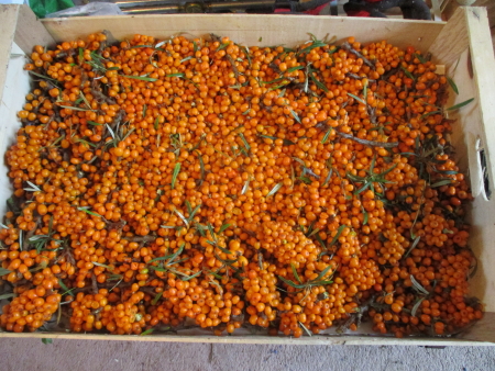 Sea Buckthorn berries still attached to the thorny twigs but  trimmed of any excess leaves and ready for freezing