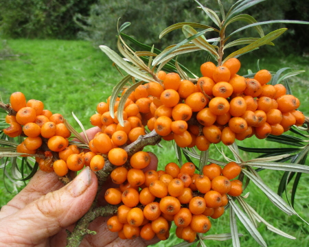Densely packed berries on the Sea Buckthorn branches