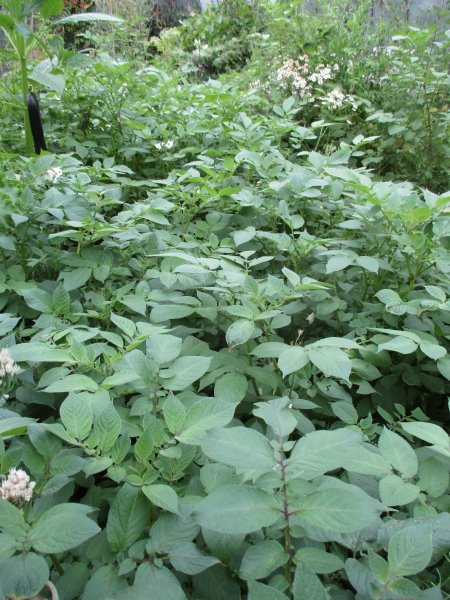 SE bed Blaue Anneliese from south end bed - looking very healthy
