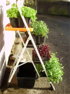 Stepladder garden on path many years ago!