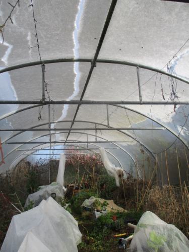 Snow starting to thaw, break up and slide off as polytunnel warms in rhe morning sun 11am Plenty of crops under protection of fleece
