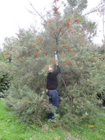 Son taking top out of a Sea Buckthorn bush which has grown into a tree, making the fruit too hard to reach