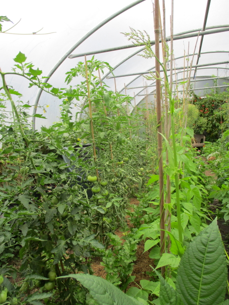 SW bed John Baer, Dr. Carolyn and Pantano Romanesco tomatoes, celery in centre, climbing French beab Cobra beside path. Saving Jack Ice lettuce seed top end