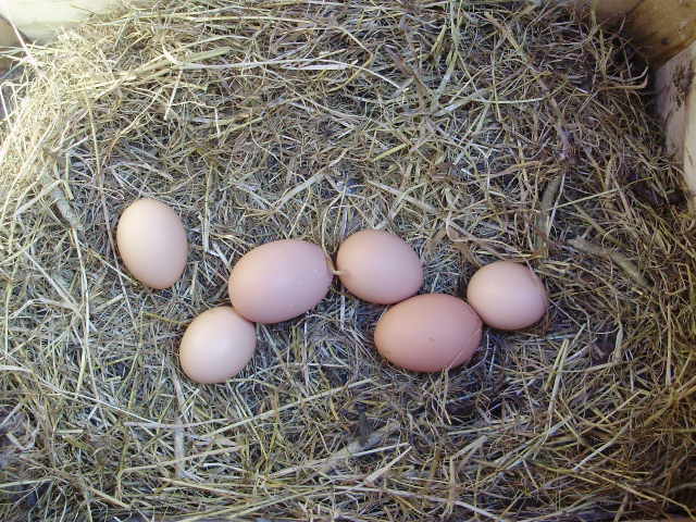 The hens really love their warm, soft, hay-lined nest boxes!