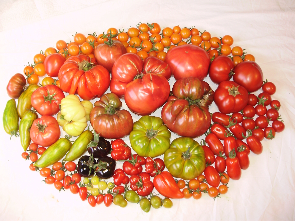 A selection 47 genetically diverse tomato cultivars grown by me for the first Totally Terrific Tomato Festival in 2012 ptp