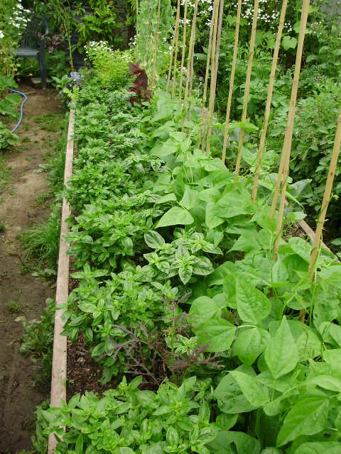 Two rows of Basil beside French beans - split supermarket pots on left, module sown on right
