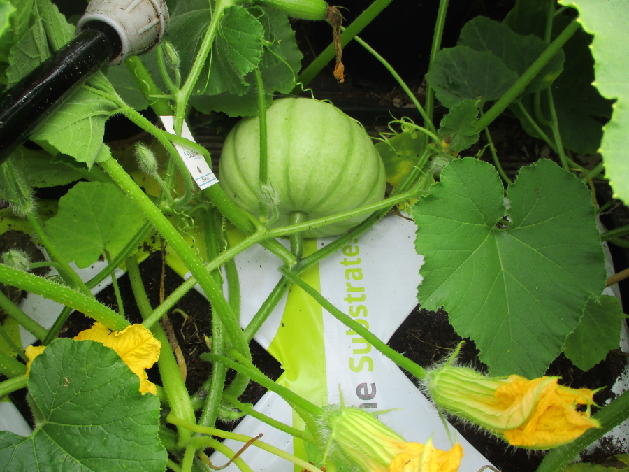 Winter squashes growing well in home made growbags