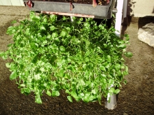 Watercress is very happy and productive in a large box in consistently damp soil