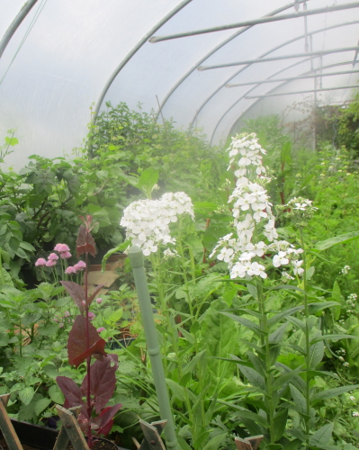 The west side of the polytunnel is looking more like a long herbaceous border now with scented Hesperis and potato flowers. The nettles along the side are full of butterfly nests so left alone . Just how Nature lov