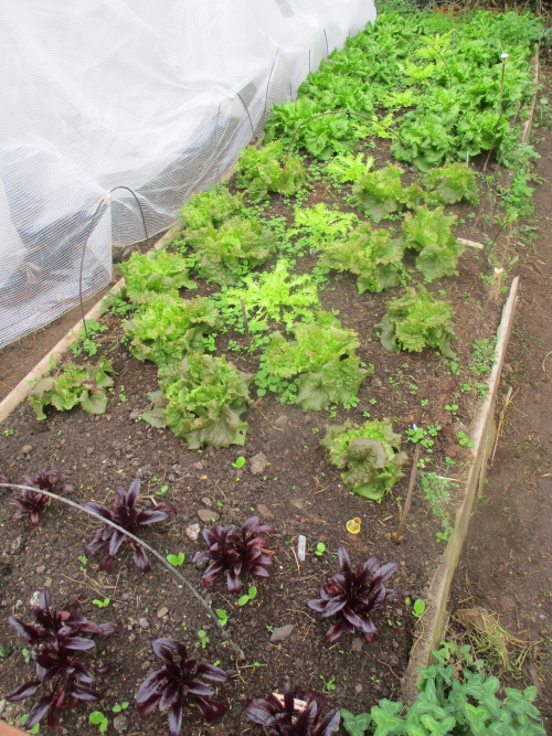 Winter lettuce is providing daily leaves which are the foundation for many winter salads