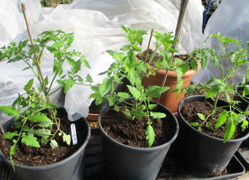 Maskotka plants unharmed after -4C Maskotka plants unharmed after -4C